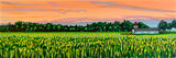 Huron County Barn Vista