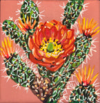 Cholla Cactus Flower