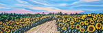 Sunflower Field Vista