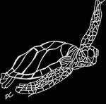 Sea Turtle
