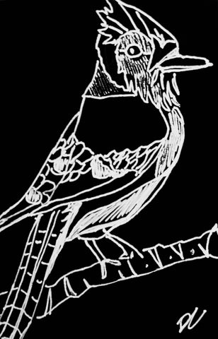 Blue Jay