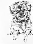 Maggie