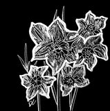 The Daffodils