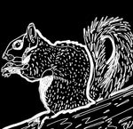 The Squirrel