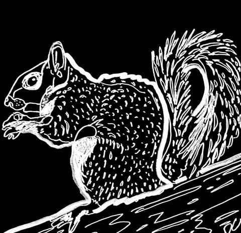 The Squirrel