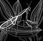 praying mantis donna colbourn