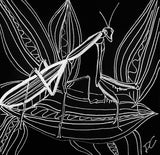 praying mantis donna colbourn