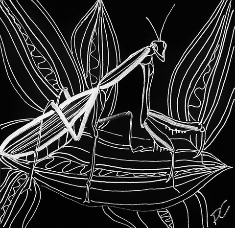 praying mantis donna colbourn