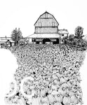 pumpkin farmer market ink drawing Donna Colbourn 