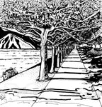Italy Lake Como Plane Trees Ink Drawing Donna Colbourn