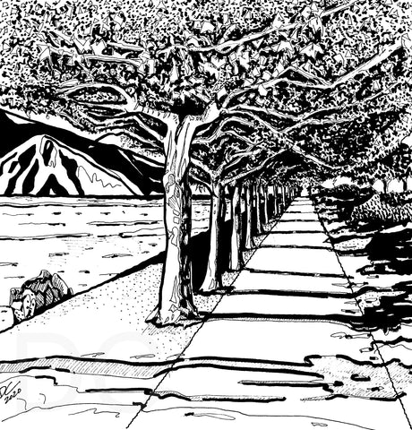Italy Lake Como Plane Trees Ink Drawing Donna Colbourn
