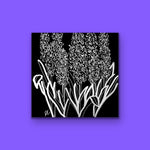 The Hyacinths