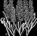 hyacinths by donna Colbourn 