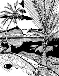 beach palm trees donna colbourn