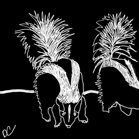 The Skunks